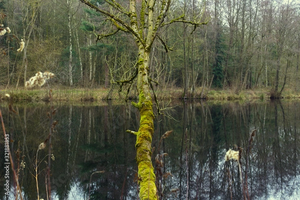 Obraz vermooster Baum am See