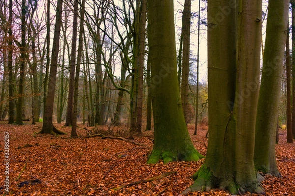 Obraz Waldboden voller Laub