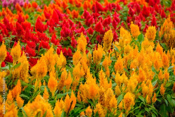 Obraz フラワーガーデン