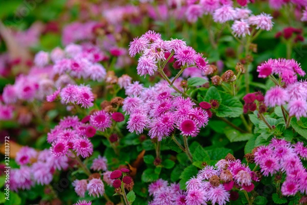 Obraz フラワーガーデン