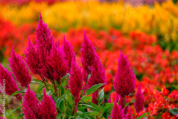 Obraz フラワーガーデン