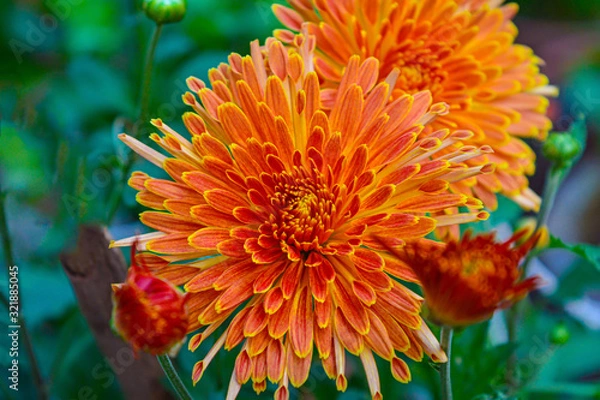 Obraz Blooming orange color chrysanthemum flower in a garden.