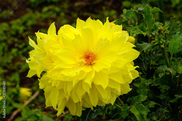 Obraz フラワーガーデン