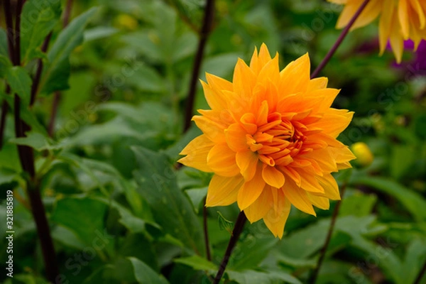 Obraz フラワーガーデン