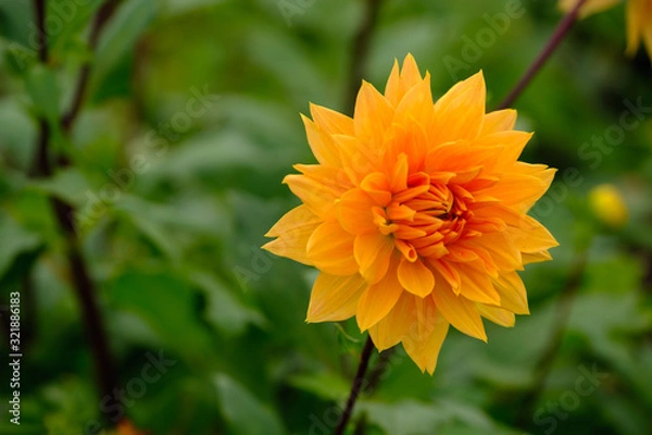 Obraz フラワーガーデン