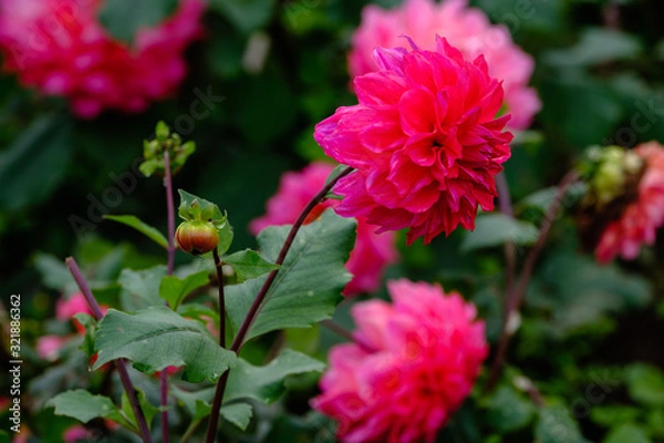 Obraz フラワーガーデン