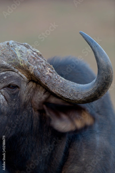 Fototapeta Cape buffalo, African buffalo in the wilderness