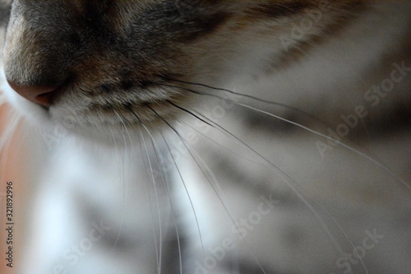 Obraz my beautiful Bengal cat