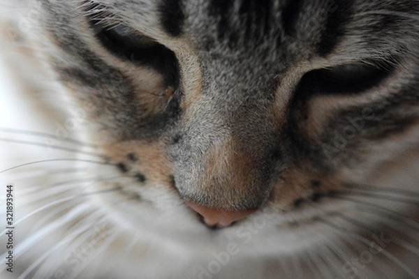 Obraz my beautiful Bengal cat