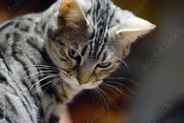 Obraz my beautiful Bengal cat