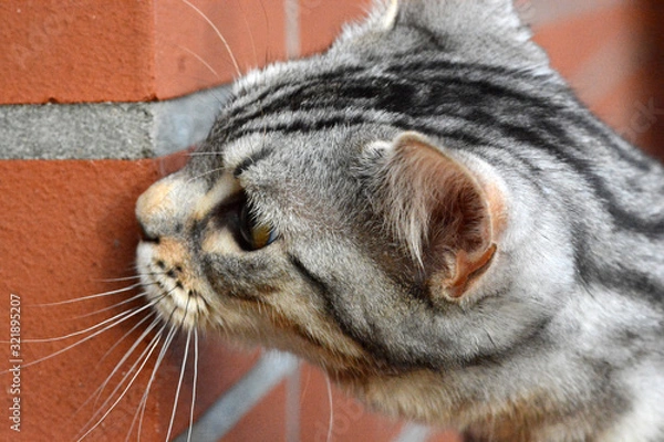 Obraz my beautiful Bengal cat