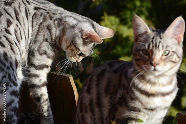 Obraz my beautiful Bengal cat