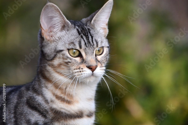 Obraz my beautiful Bengal cat