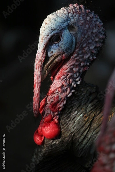 Obraz close-up gobbler 