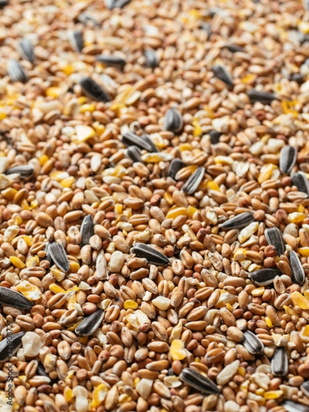 Fototapeta Close up of a bird seed mix with wheat, millet, sunflower seeds, sorghum, corn and peanuts.