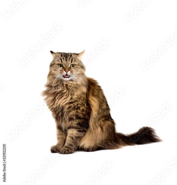 Fototapeta Angry meow cat