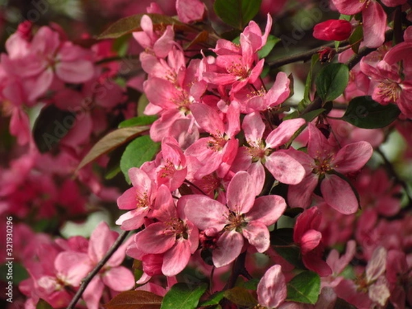 Fototapeta Cherry blossom branch Prunus serrulata with multiple dark pink flower buds about to bloom.Close up of branch