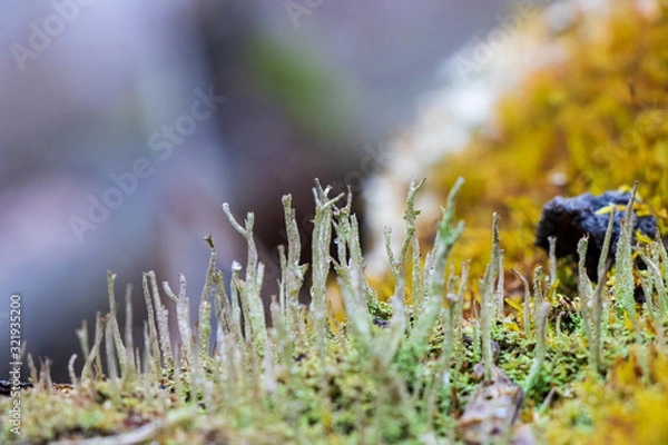 Fototapeta Lichen and moss macro landscape 
