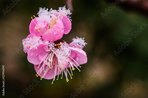 Fototapeta 雪の日の梅の花