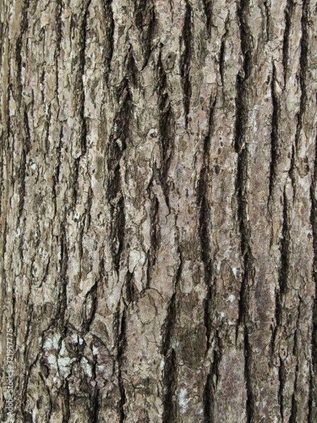 Obraz リュウキュウマツの表皮のテクスチャ素材