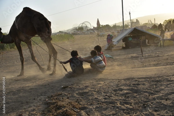 Obraz インドのラジャスタン州のプシュカル　砂漠に集まるラクダの群れ　ラクダで遊ぶラクダ使いの子供達