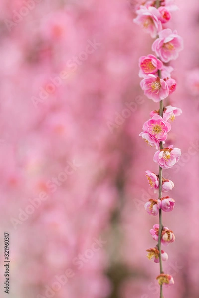 Obraz 枝垂れ梅の花