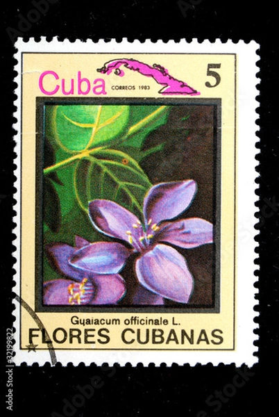 Obraz flower Cuba