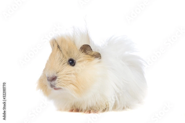 Obraz Guinea Pig