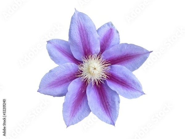 Fototapeta Clématite ²