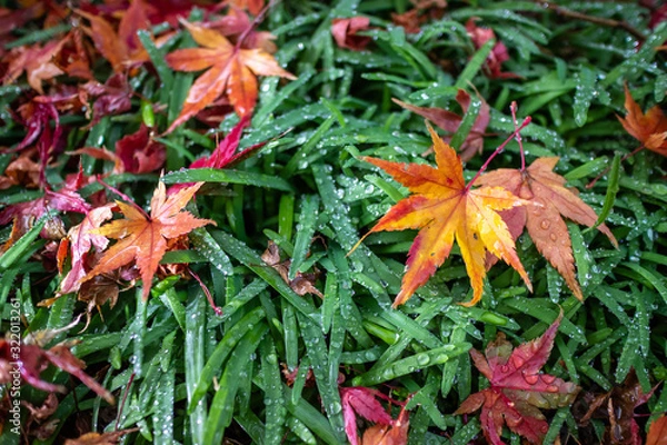 Obraz 紅葉　秋イメージ