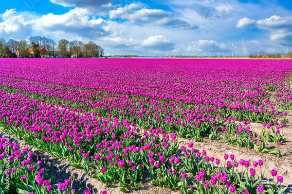 Obraz Tulpenblüte Holland
