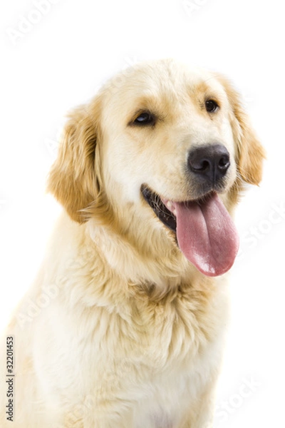 Obraz Golden Retriever
