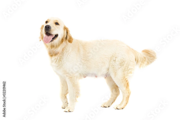 Obraz Golden Retriever