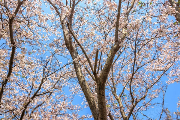 Obraz 桜の花　春イメージ