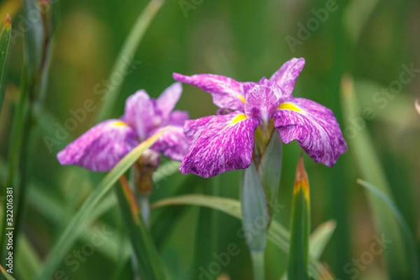 Fototapeta 花菖蒲　初夏イメージ