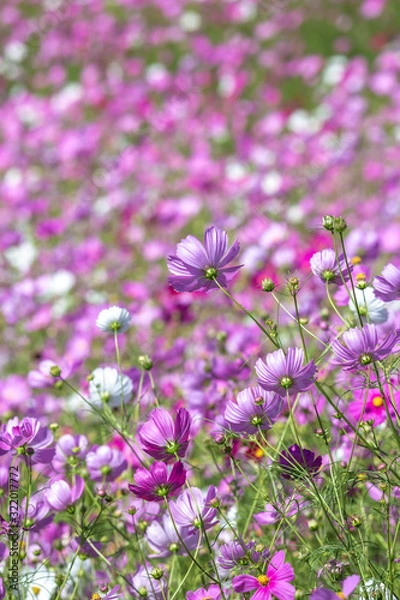 Fototapeta コスモス畑　秋イメージ