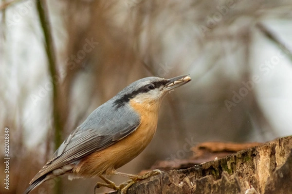 Obraz Nuthatch bird wildlife nature passerine