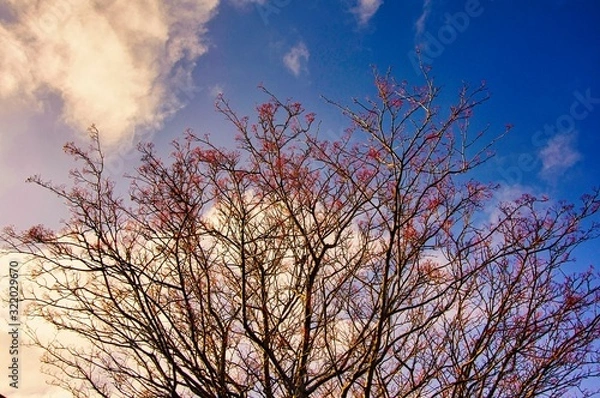 Fototapeta tree in sunset