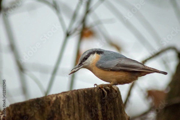 Fototapeta Eurasian nuthatch bird wildlife passerine