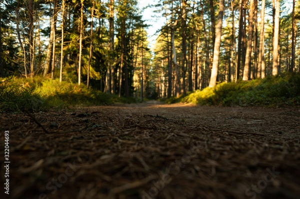 Fototapeta Forest path in a beautiful pine forest