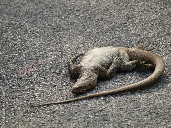Obraz Dead iguana