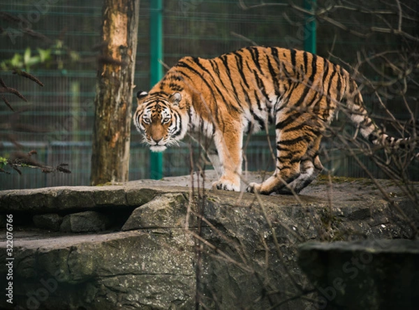 Obraz Image of an orange red black and white tiger in capacity stalking it prey looking dead at the photographer looking very aggressive and scary stood on a rock in Blackpool zoo to entertain tourists
