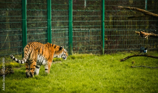 Obraz Image of an orange red black and white tiger in capacity stalking it prey looking at its future meal ready to strike looking very aggressive and scary stood in Blackpool zoo to entertain tourists