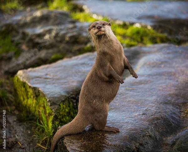 Obraz Majestic photograph of a wild otter on a rock doing strange movements with one foot or paw up in the air doing flips and stretches next to the water after going for a swim and shaking the water off