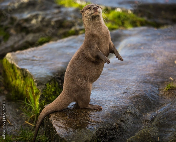 Obraz Majestic photograph of a wild otter on a rock doing strange movements with one foot or paw up in the air doing flips and stretches next to the water after going for a swim and shaking the water off