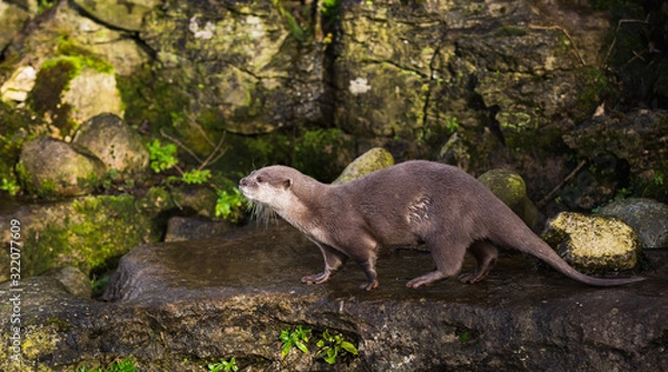 Obraz Majestic photograph image of an otter running around on rocks and stones with wet fur having a lot of fun in the zoo area allowed for it to live in even still in as a healthy animal treated well