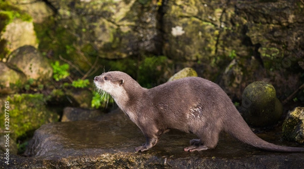 Obraz Majestic photograph image of an otter running around on rocks and stones with wet fur having a lot of fun in the zoo area allowed for it to live in even still in as a healthy animal treated well