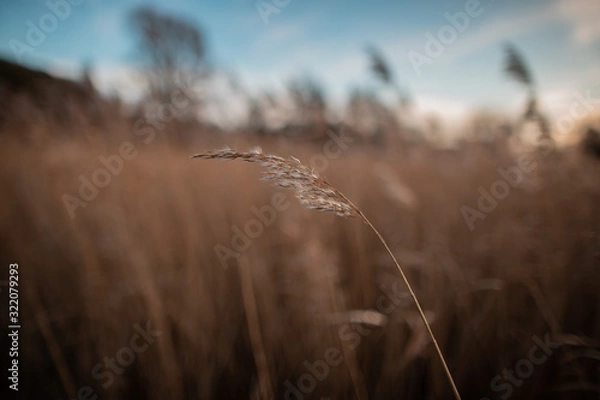 Obraz Schilf Rügen Binz