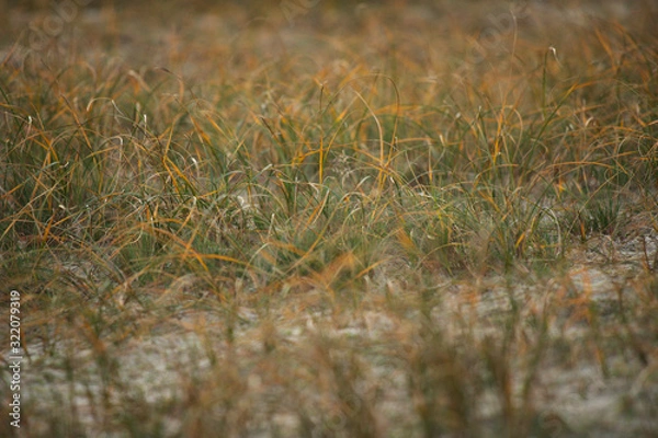 Obraz Dünenbewuchs Binz Rügen