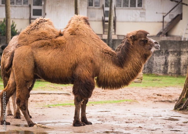 Obraz Bactrian camels in Blackpool zoo that are also hairy camel in a pen with long fur winter coat to keep them warm with two humps and tails in captivity England for entertainment and non profit animal